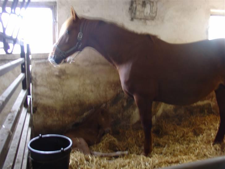 Frederiksborg Flore'll billede 6