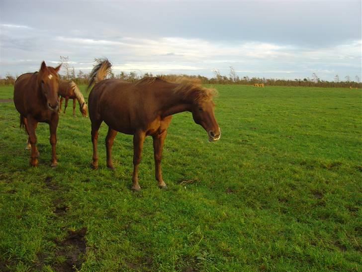 Frederiksborg Flore'll billede 7