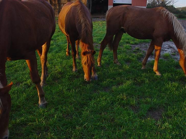 Frederiksborg Flore'll billede 8