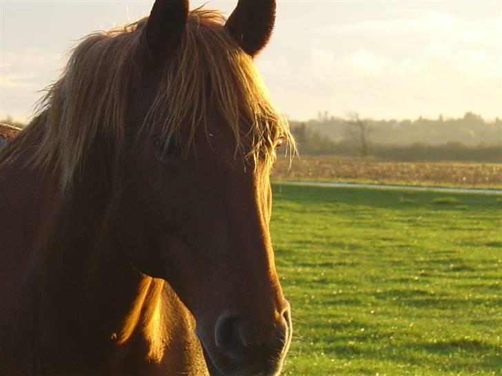 Frederiksborg Flore'll billede 9