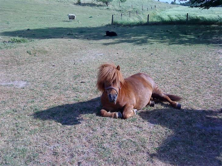 Shetlænder Rasmus - Er blevet lidt træt af blæsevejret :D billede 12