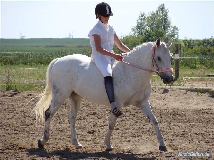 Welsh Cob (sec D) Silvermoon - Skridter rundt på banen på S.K.O billede 8