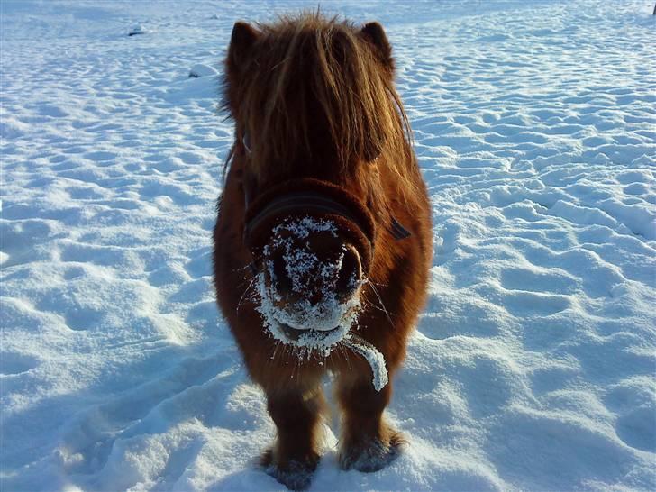 Shetlænder Rasmus - Den lille vinterbamse - nu med sne på mulen :D billede 13