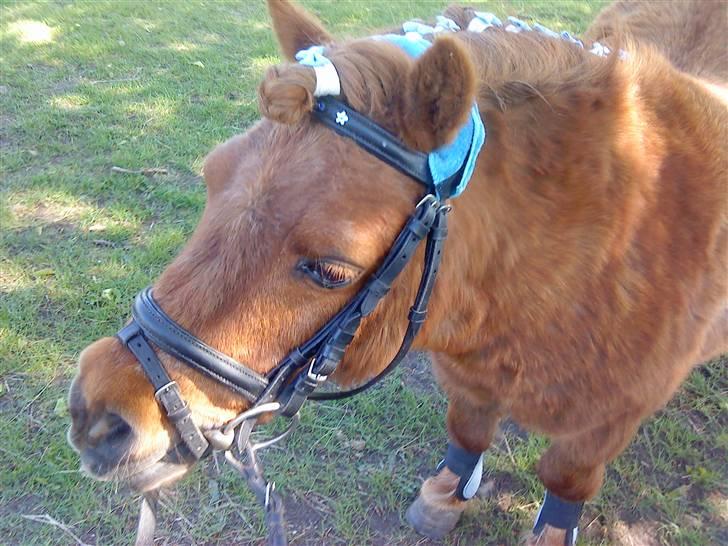 Shetlænder Rasmus billede 14