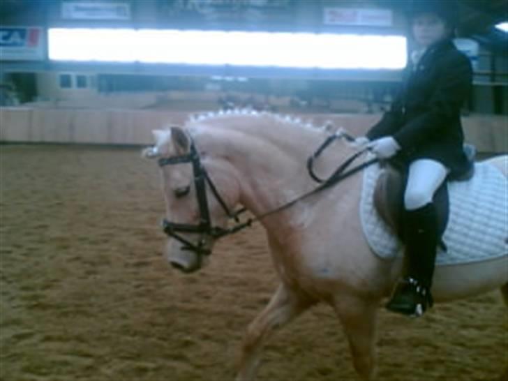 Gotlandsruss molly<333 - til stævne i hedensted<33  billede 6