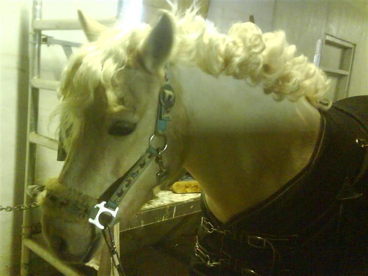 Gotlandsruss molly<333 - efter stævne sidder hendes hår ik helt ordenligt <3 hiih min smukke pony! billede 10