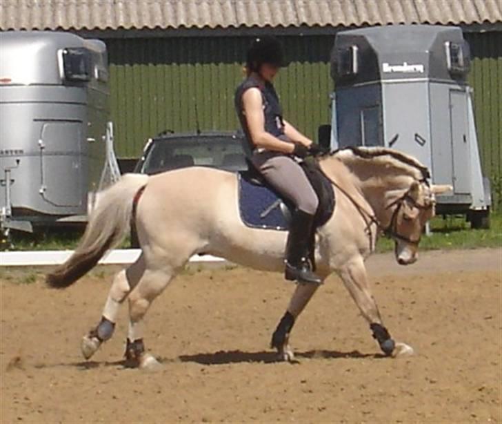 Fjordhest Prins solgt - Galop-woops med skudt skulder...Øv men godt billede alligevel:D billede 10
