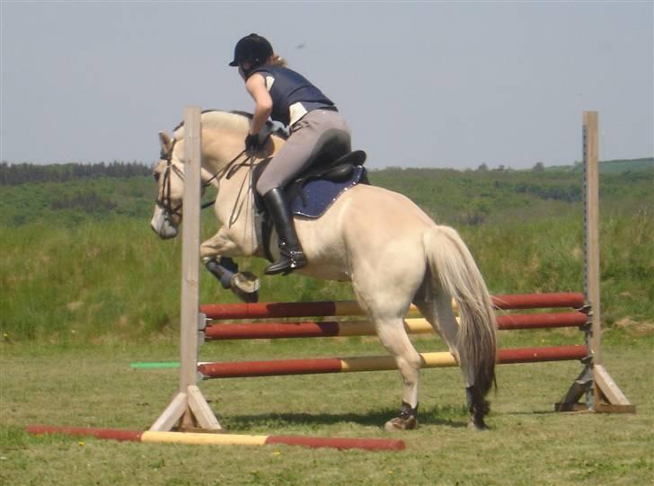 Fjordhest Prins solgt - Prins og jeg springer;) igen igen et proff billede taget af Kris:p billede 12