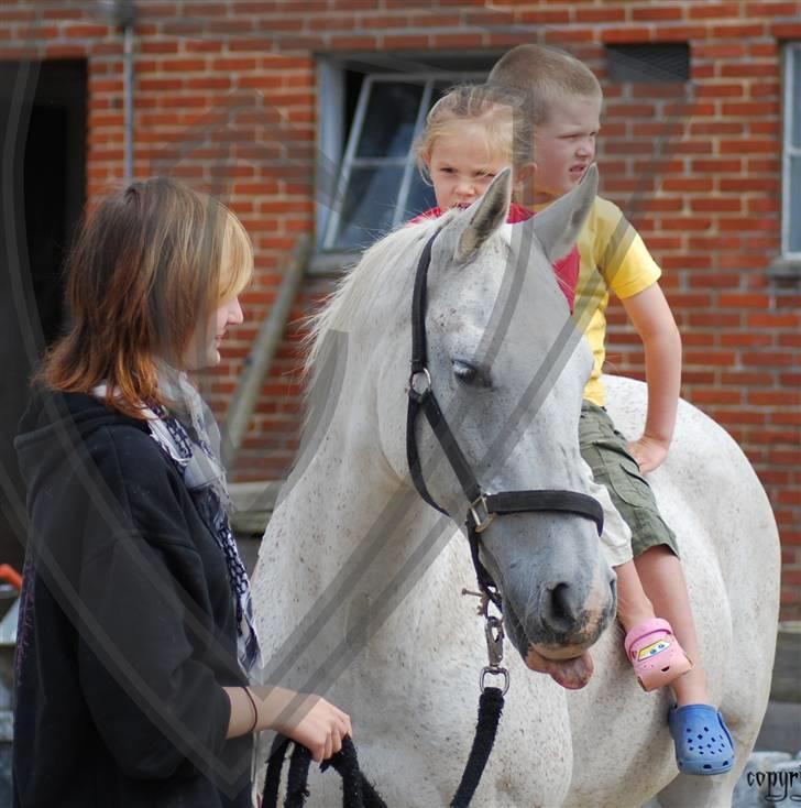 Anden særlig race Bento (RIP) - #8 sensommer 2009 - Elskede børnepony. Ungerne fik lige en sidste tur på ham. Fotograf: Kim Pedersen billede 8