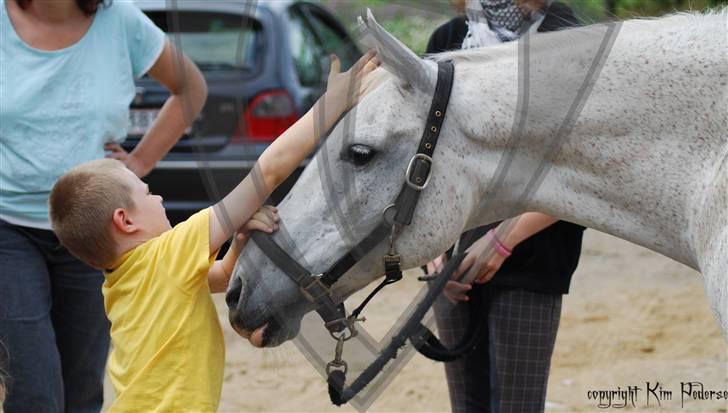 Anden særlig race Bento (RIP) - #9 sensommer 2009 - Så fantastisk, rolig, dejlig og utrolig børnevenlig. Han vil klart blive savnet ): Fotograf: Kim Pedersen billede 9