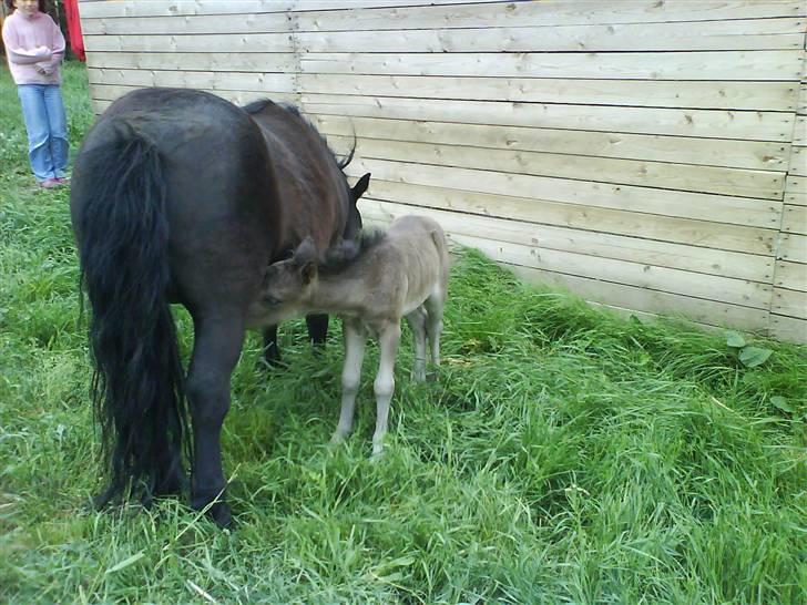 Shetlænder Black Morgan *solgt* billede 4