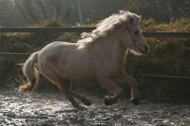 Islænder Dögg Fra Toftemosen - Dögg i galop på banen INGEN SKO, kun beskyttelse <3 Foto: Caroline Storch  billede 11