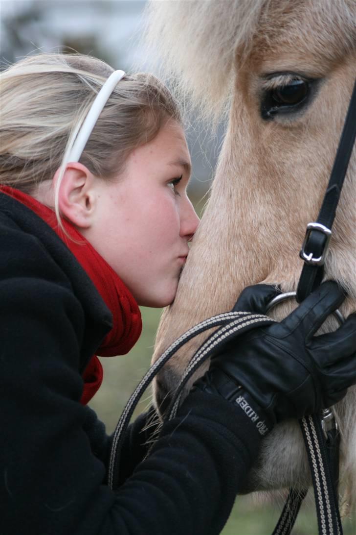 Islænder Dögg Fra Toftemosen - Kys til bjørnen ! <3  Foto: Thea jørgensen billede 12