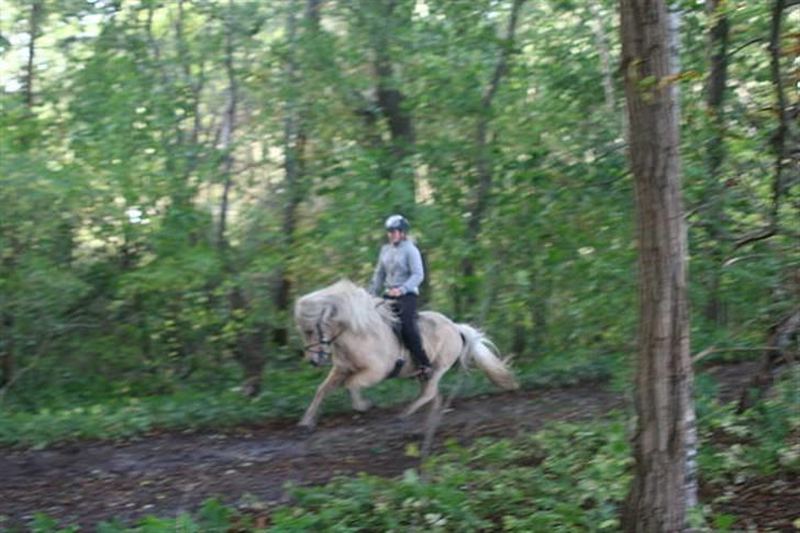 Islænder Dögg Fra Toftemosen - Mig og Dögg i galop på skovvejen den 4 okt. 2009 Foto: Caro <3 billede 13