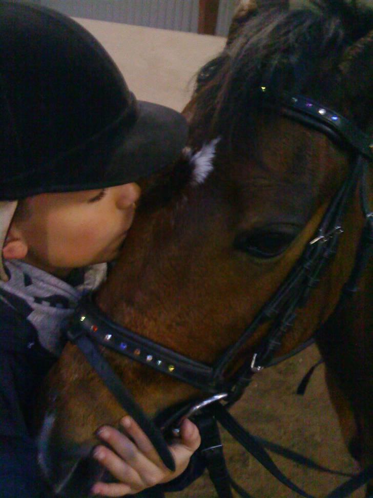 Welsh Pony af Cob-type (sec C) Victoria Madly - solgt . - ELSKERDIG <3 billede 7