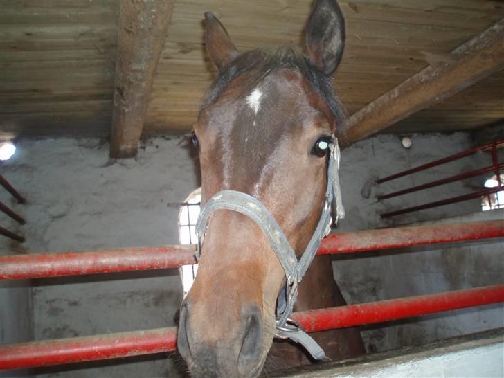 Oldenborg Mikado Vestermølle - min dejlige dreng som 1 års billede 7