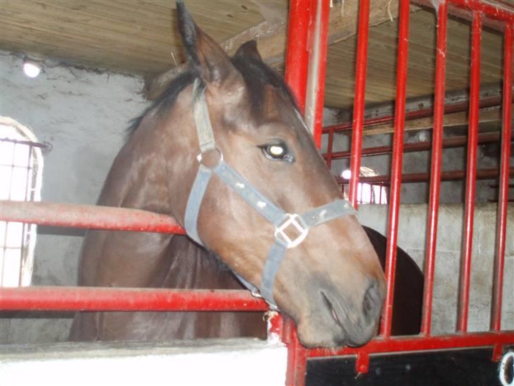 Oldenborg Mikado Vestermølle - min lille hingst var lidt sur over at være indenfor billede 8