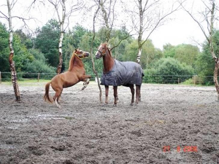 Welsh Mountain (sec A) Arto Déto (R.I.P) :( - Arto Déto og Chianti på en meget mudret løbefold sammen. billede 10