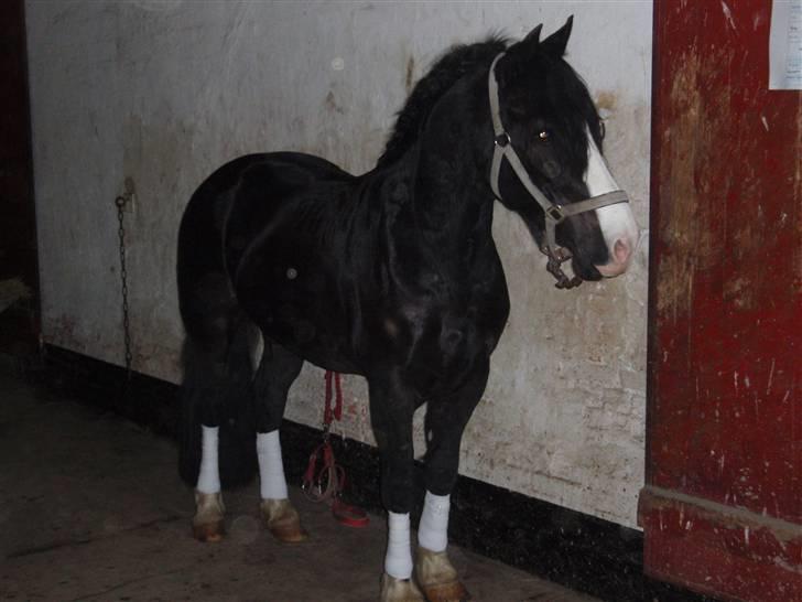 Welsh Cob (sec D) Zoltan of sving R.I.P.  - Så er Zoltan klar til et stævne på Damgård. billede 4