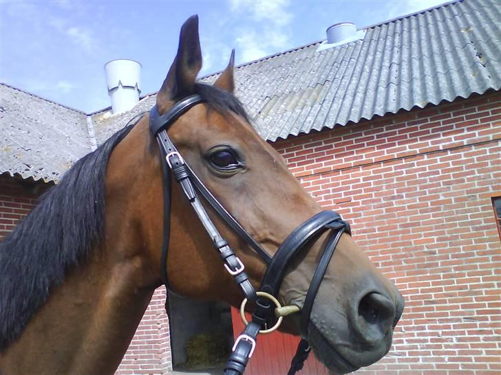 Traver AnneRikke Neergård SOLGT billede 1