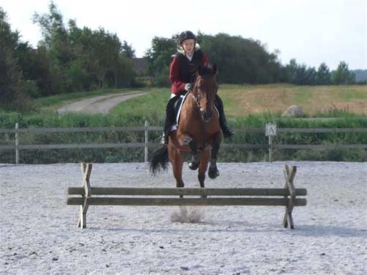 Traver AnneRikke Neergård SOLGT - Monique og Jollie på opvarmning inden LD  billede 2