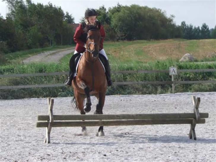 Traver AnneRikke Neergård SOLGT - Jollie og Monique på opvarmning igen.  billede 3
