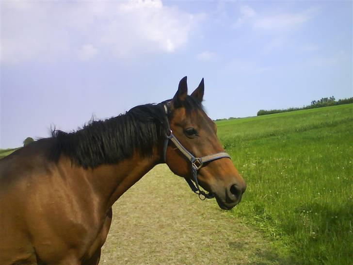 Traver AnneRikke Neergård SOLGT billede 4