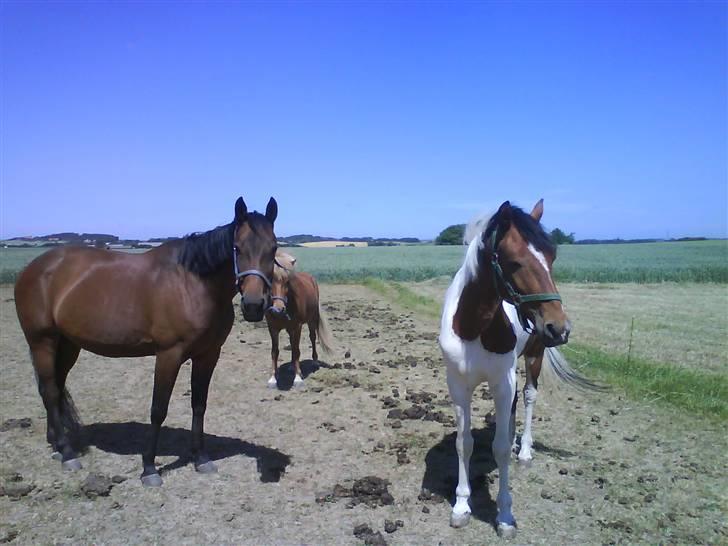Traver AnneRikke Neergård SOLGT billede 5