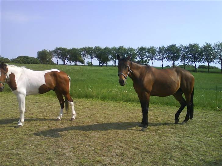 Traver AnneRikke Neergård SOLGT billede 6