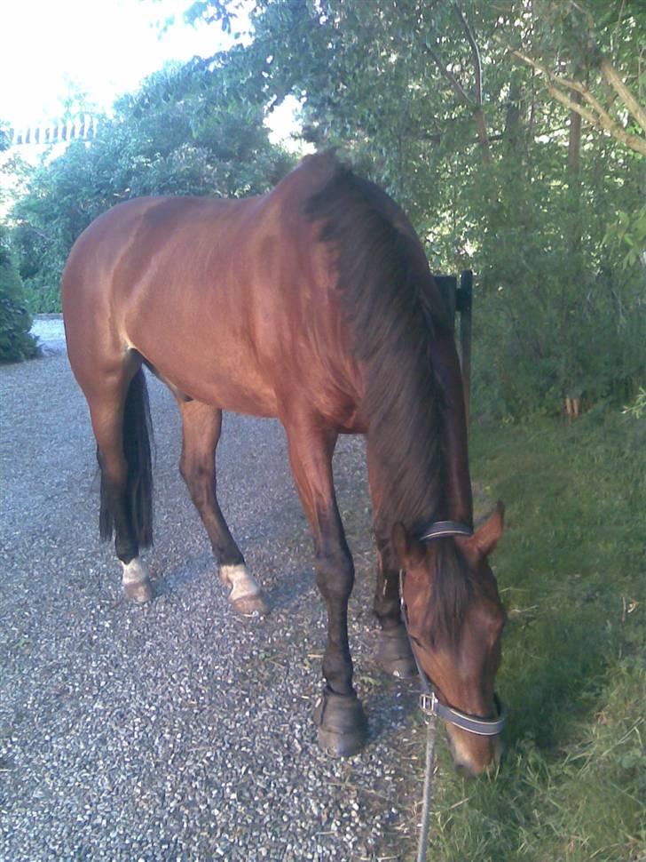 Oldenborg Hedemarkens Atlet. R.I.P  billede 9