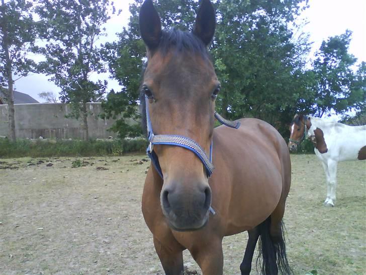 Traver AnneRikke Neergård SOLGT billede 7