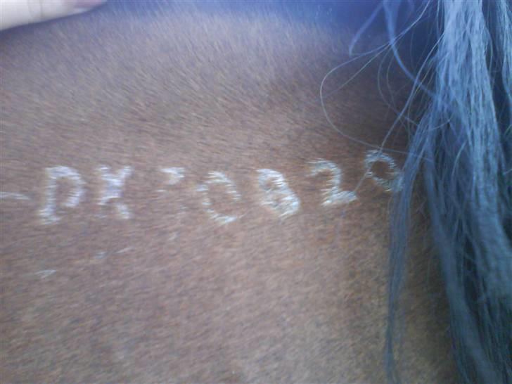 Traver AnneRikke Neergård SOLGT billede 8