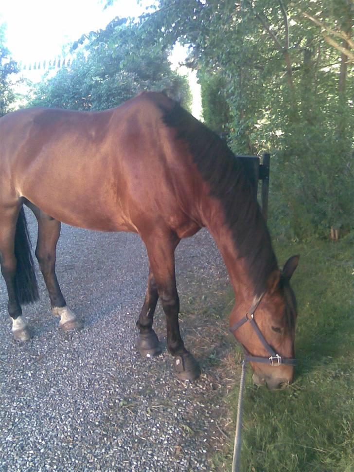 Oldenborg Hedemarkens Atlet. R.I.P  billede 10