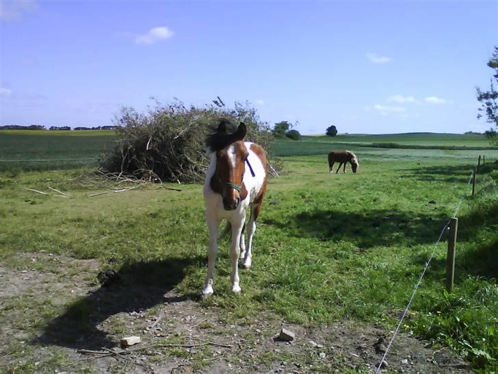 Pinto Domino SOLGT billede 3