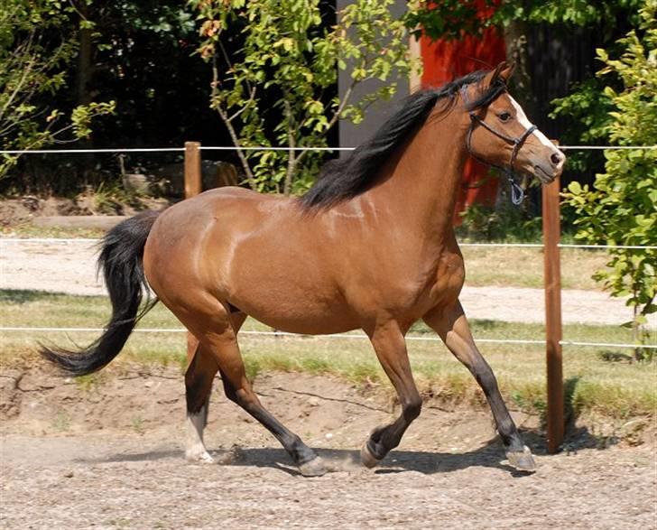 Welsh Pony (sec B) | Bjerregårds Flower Girl | - 1. Billede taget af Jani Pedersen - fremragende billede. billede 1