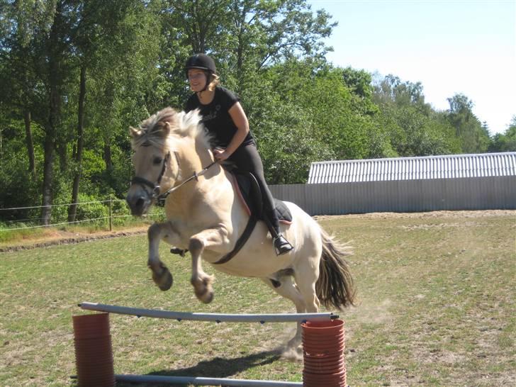 Fjordhest Klaus - Du er simplehen for sej klaus<3 billede 18