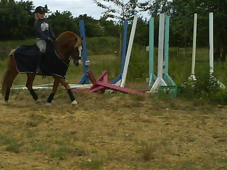 Welsh Mountain (sec A) Faxi  billede 13