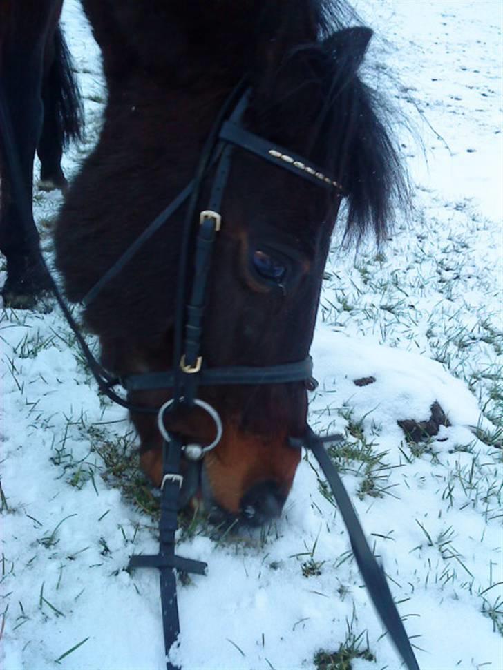 DSP Bæklunds Matina <33 - dårlig kvalitet, taget fra mobil(; - foto: pernille.d; billede 18