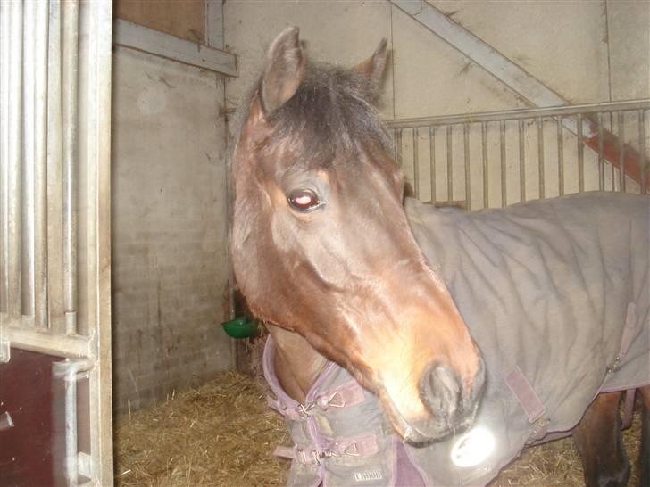 DSP Bæklunds Matina <33 - i starten af februar 08 - foto: pernille?d; billede 19