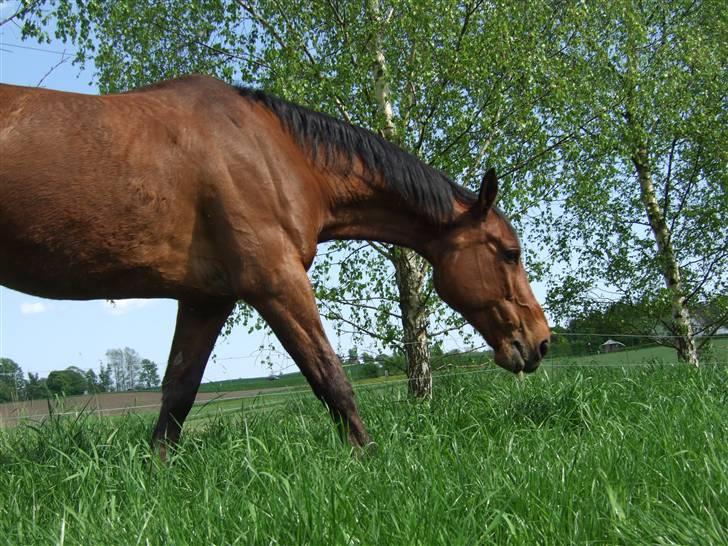 Dansk Varmblod Benjamin - den store. <3 billede 19