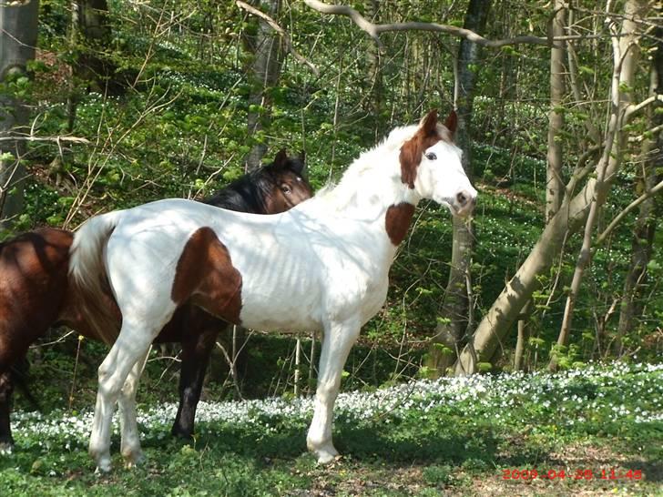 Anden særlig race Camelot <3 *passer* (: billede 15