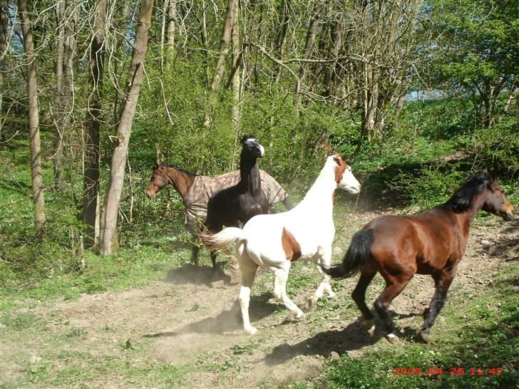 Anden særlig race Camelot <3 *passer* (: billede 16