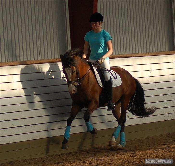 New Forest Elmholts Uventa<3 >SOLGT< - 15: Lækker middelgalop til kursus ved Thomas D. Larsen den 19-20/9-09 :´) Tak for billedet Kent :b billede 12