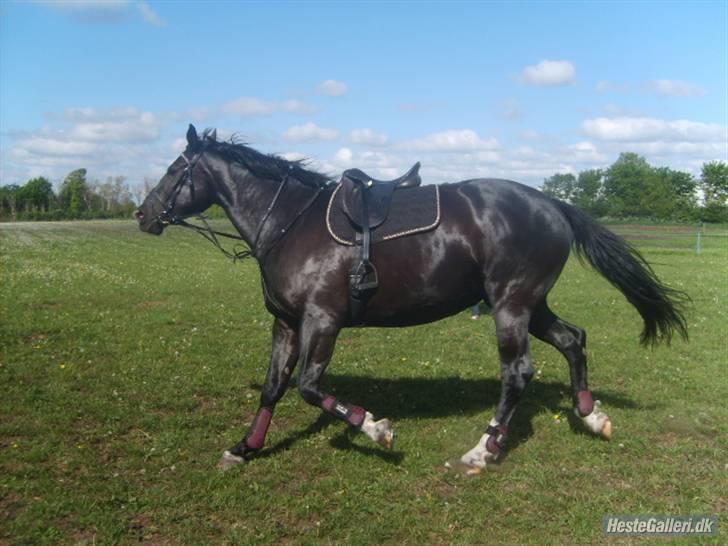 Oldenborg maj billede 10