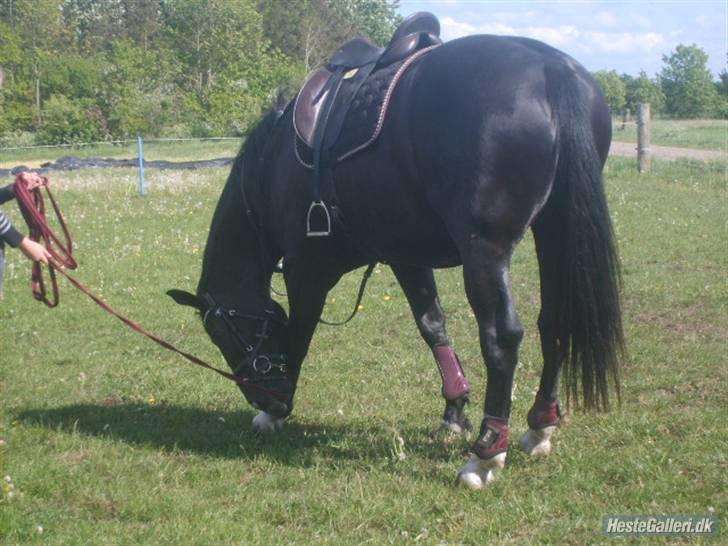 Oldenborg maj billede 11