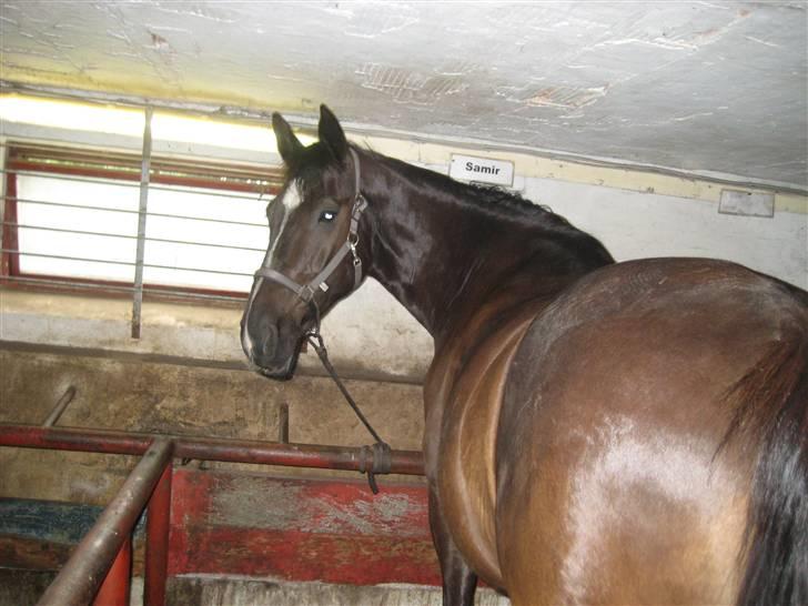 Oldenborg Samir - Samir i stalden. (: Ser ret brun ud på billedet. x] *FOTO//MIG* billede 5
