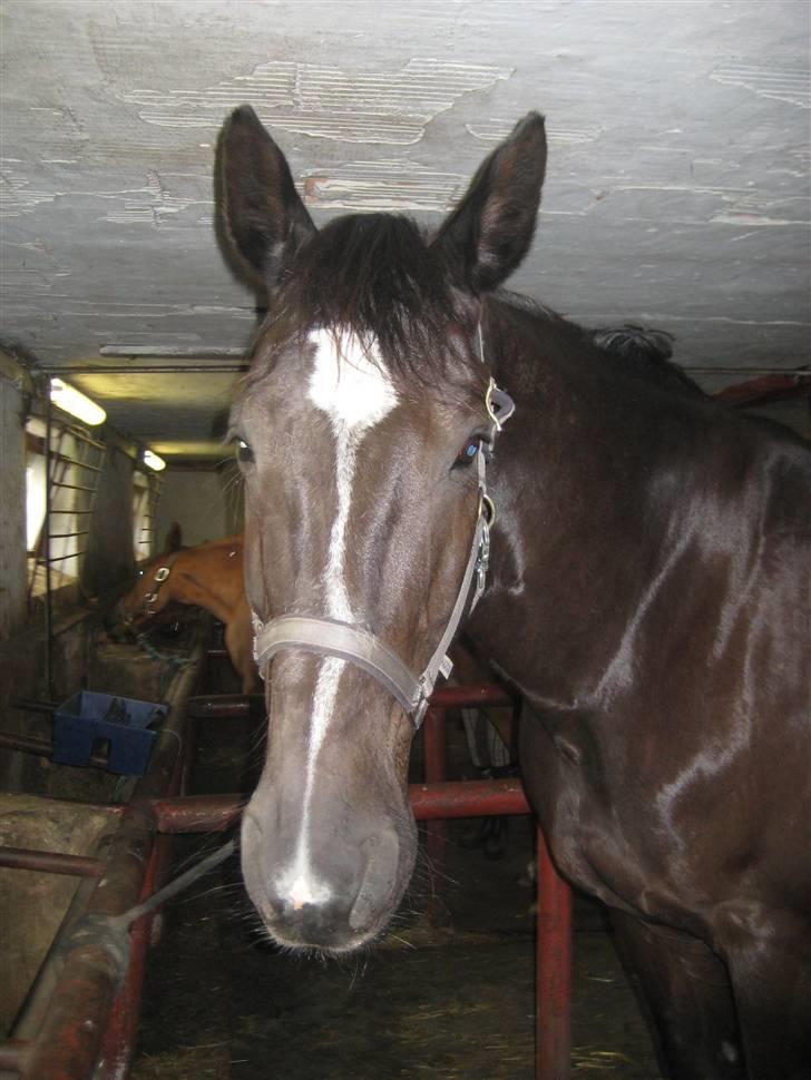 Oldenborg Samir - Smuks. x) *FOTO//MIG* billede 6