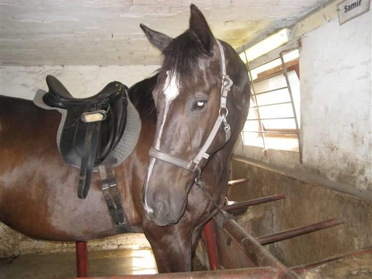 Oldenborg Samir - Niiuéh, med sadel.(: *FOTO//MIG* billede 7