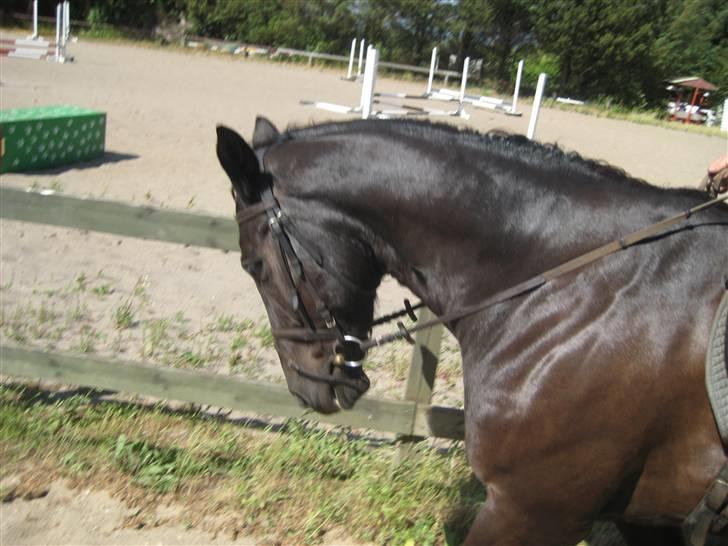 Oldenborg Samir - Se hvor fint hun går!! *FOTO//MARIE* (jeg sidder på hende. d:) billede 11