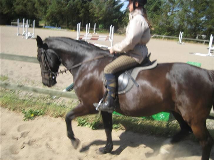 Oldenborg Samir - Dressur, trav. *FOTO//SAMIR* billede 13